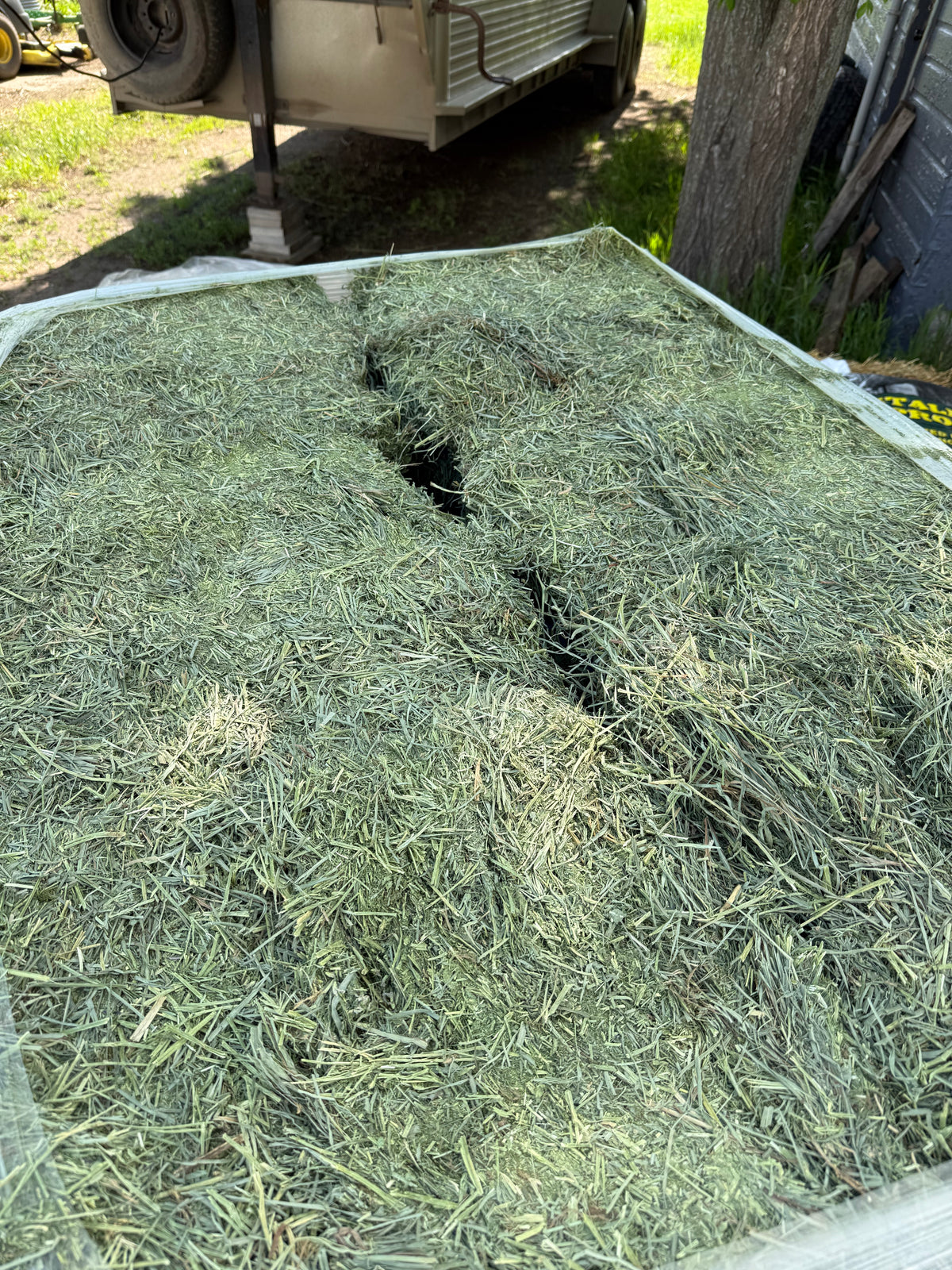 Montana Premium Forage Alfalfa Orchard Grass Compressed Bales
