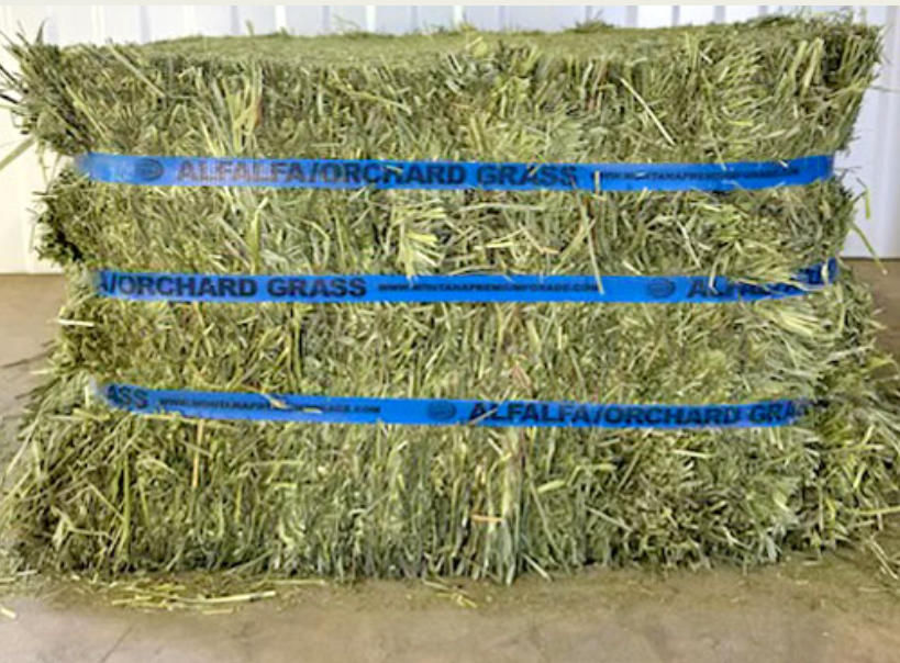 Montana Premium Forage Alfalfa Orchard Grass Compressed Bales
